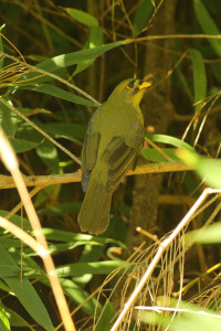 Central Coast Wetlands Pioneer Dairy